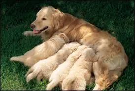 Combien de mamelles possède la chienne ?