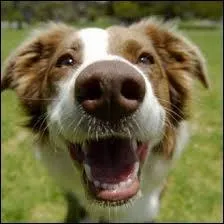 A quel âge la bouche du chien est "faite" ? (Toutes les dents permanentes ont poussées)