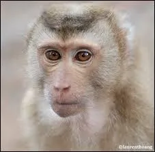 Quel est cet animal ?