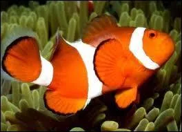 Quel est cet animal ?