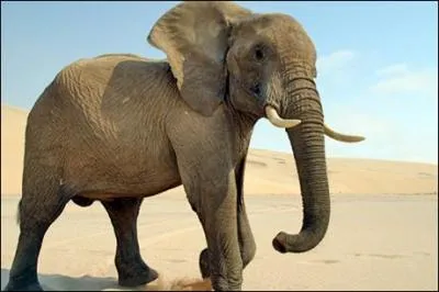 Bart a eu un éléphant comme animal de compagnie.