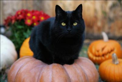 Cet adorable chat noir appartient à quelle race ?