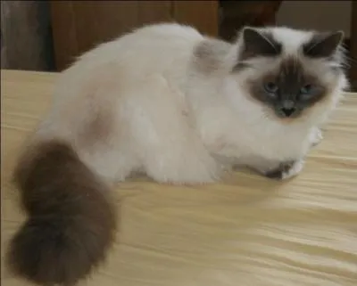 Et ce mignon petit chat, tout doux, qu'on a envie de prendre dans ses bras est un :