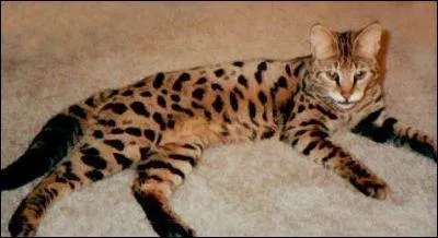 Ce chat au look de félin est un :