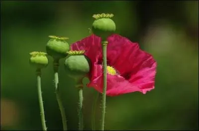 A quoi le pavot des bois sert-il ?