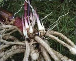 Contre quoi la racine de glouteron est-elle efficace ?