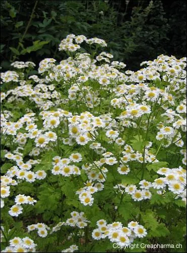 Contre quoi la grande camomille est-elle efficace ?