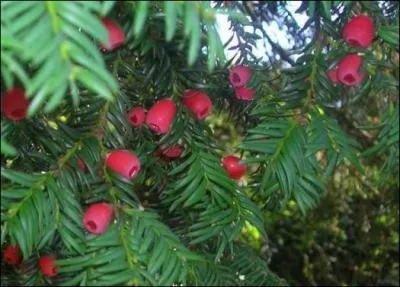 Comment les baies de l'if sont-elles ?