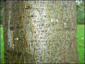 A quoi l'écorce d'aulne sert-elle ?