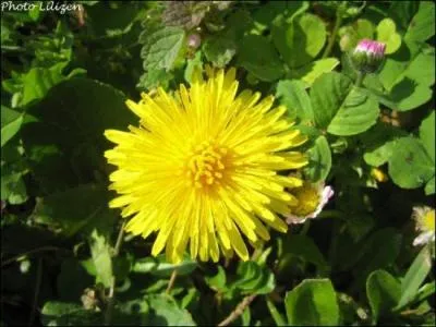 A quoi la fleur de pissenlit sert-elle ?