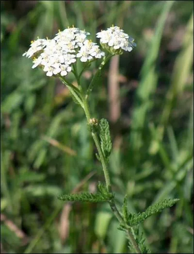A quoi la mille-feuille sert-elle ?