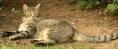 Qui est cet animal ?