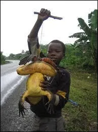 Quel est son statut dans l'UICN ?