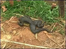 Quelle est son espérance de vie ?