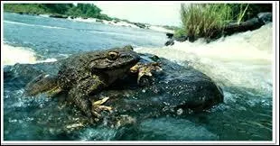 Quel est son mode de vie ?