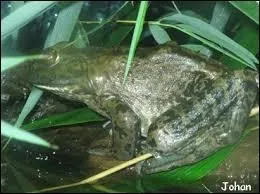 Dans quel habitat vit-elle ?