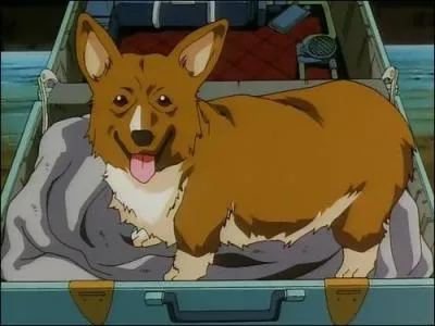 A quelle race de chien appartient Ein dans Cowboy Bebop ?