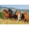 Quiz Galop 2