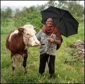 Quand il pleut en abondance, on dit qu'il pleut comme ...