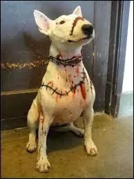 En quoi est déguisé ce chien avec ses cicatrices ?