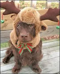 Quel est le déguisement de ce chien sans son museau rouge ?