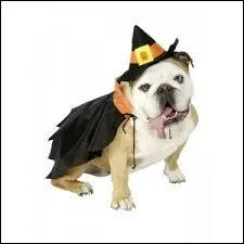 En qui est déguisé ce chien qui se prend pour un sorcier ?