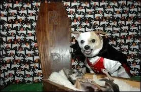 Quel déguisement a choisi ce chien qui vous fixe d'un air terrible ?