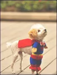En quoi est déguisé ce chien qui voudrait bien être un super-héros ?