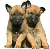 Et puis après tout, il n'y a pas que les rois qui avaient des chiens ! Alors connaissez-vous cette race de chien ayant appartenu aux Romains ?