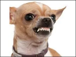 Evitez de toucher ce petit chien qui grogne ! Mais que cela ne vous empêche pas de deviner sa race !