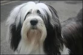 Ha ha ! La dernière est plus compliquée ! Quelle est cette race ? (pfiou ! la tignasse... )