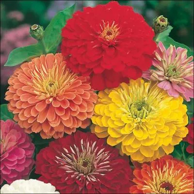 De quel pays est originaire le zinnia ?