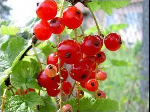 Comment les graines d'une baie sont-elles placées à l'intérieur de la pulpe ?