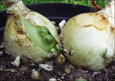 Un petit bulbe aérien porte le nom de :