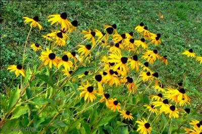 Quelle est cette fleur appartenant à la famille des composées ?