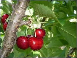 Que sont les cerises ?