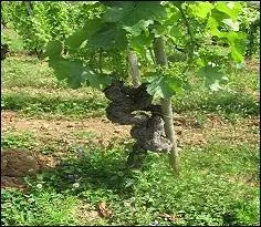 Et levons un verre pour nous réconforter à la suite du travail ! Qu'est-ce qu'un pied de vigne "franc de pied" ?