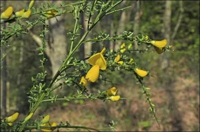 Quels fruits ce genêt à balai donnera-t-il ?