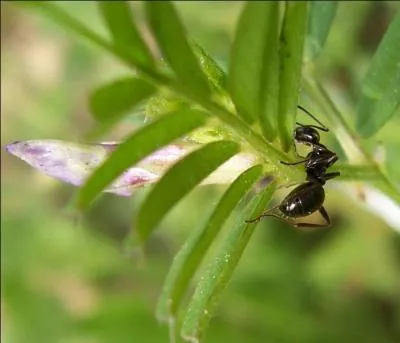 Sur quelle feuille la fourmi est-elle posée ?