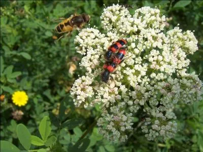 À quelle famille les clairons portant une jolie livrée d'un rouge-orangé du plus bel effet appartiennent-ils ?