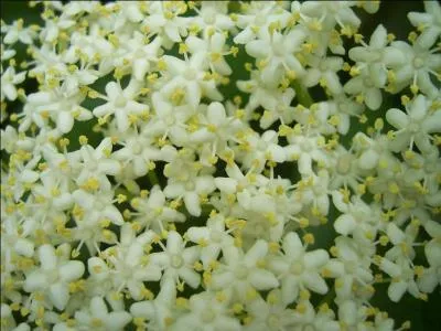 Gros plan sur des fleurs -------, à l'odeur douceâtre, et aux propriétés médicinales reconnues.