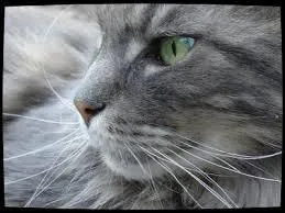 Plume grise a eu deux compagne qui sont-elles ?