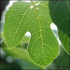 Comment appelle-t-on chacun des éléments de la charpente des feuilles ?