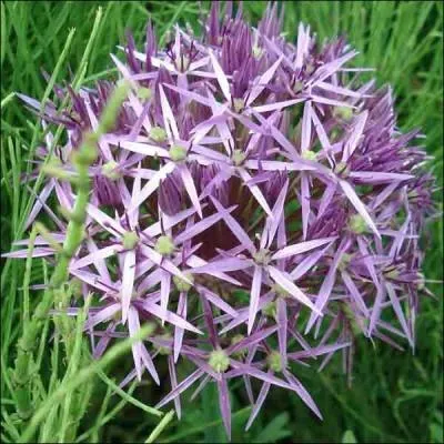 Beau spécimen d'ornement : -------- à grandes --------- d'un bleu virant au violet.