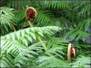 Les fougères ont un intérêt décoratif évident pour donner l'illusion de sous-bois à un jardin. Quel nom donne-t-on à l'ensemble de la feuille ?
