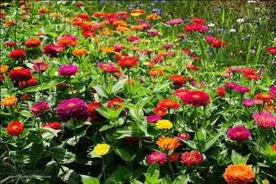 À quelle famille les zinnias appartiennent-ils ?