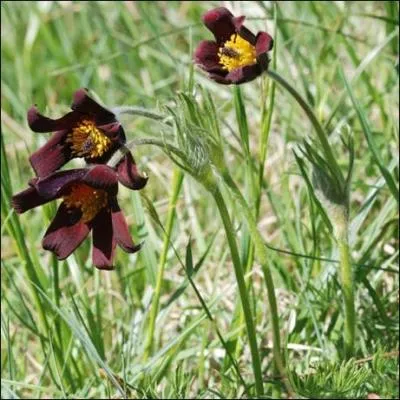 Quel nom porte une plante aimant les sols calcaires ?