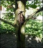 Par quoi est provoquée l'échaudure, blessure atteignant l'écorce des arbres ?