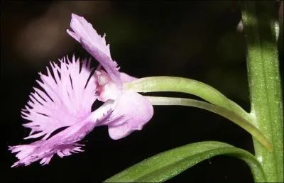 Quelle est la caractéristique de la forme de cette fleur ?