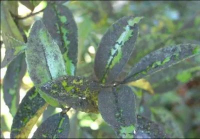 Comment nomme-t-on la couche poudreuse, noire, apparaissant à la surface d'une feuille ?
